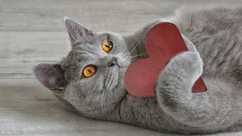 gray cat snuggles with heart cutout
