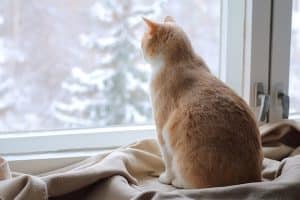 An orange cat looks out the window in winter.