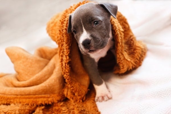 A small puppy Staffordshire Terrier swaddled in a towel