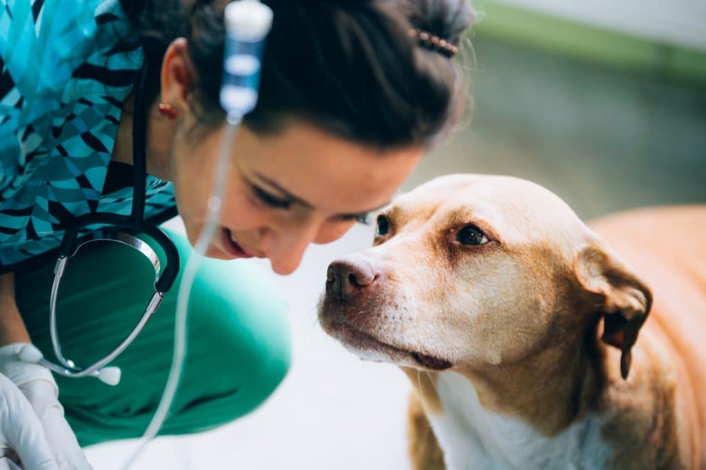 a veterinarian leans towards and smiles at her dog patient