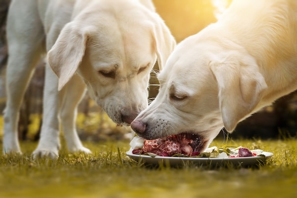 Dog eating plate of meat