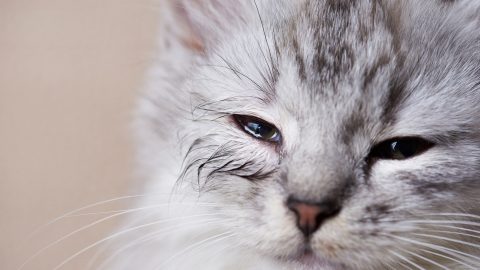 a small white and grey cat with watery eyes, possibly because of an allergy