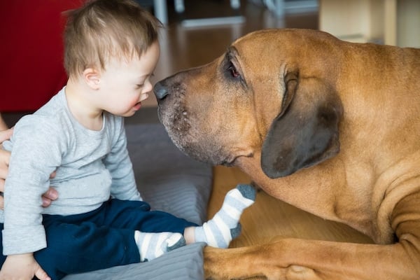Baby nose to nose with big dog