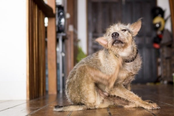 Dog scratches behind hear, sitting in doorway