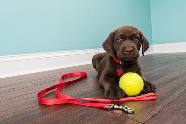 Lab puppy sitting on floor with leash and ball