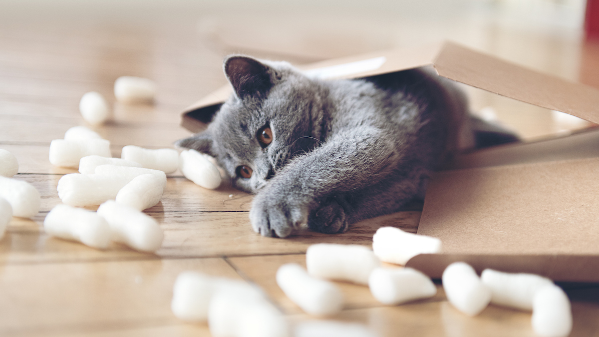 Homemade Dog and Cat Toys The Best Pet Toys from Around the House