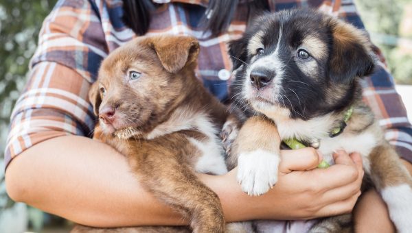 Two cute puppies in person's arms