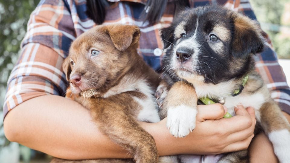 Two cute puppies in person's arms