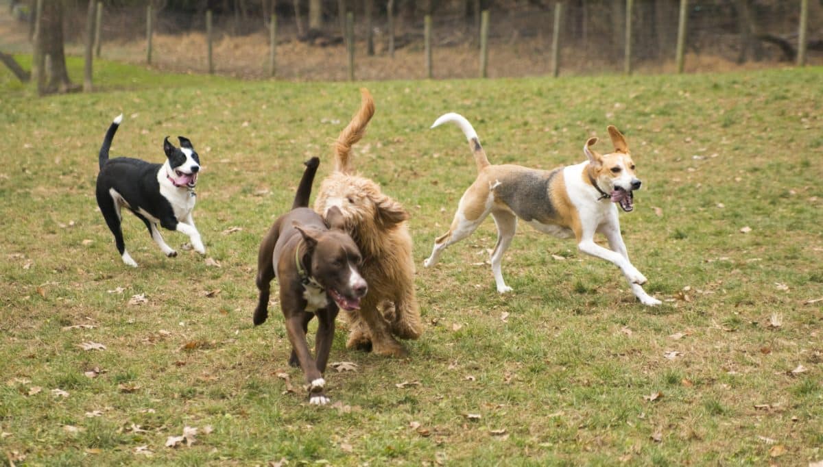 Dog playing outside on a autumn day at daycare