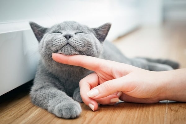 Un chaton gris joyeux, caressé par une main de femme