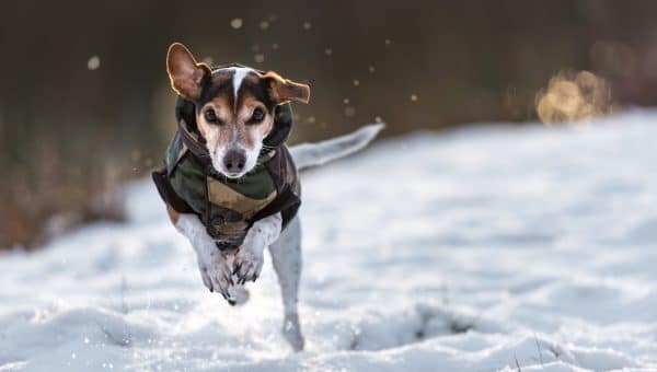 Dog runs over a meadow in the snow in winter and wears a warm coat