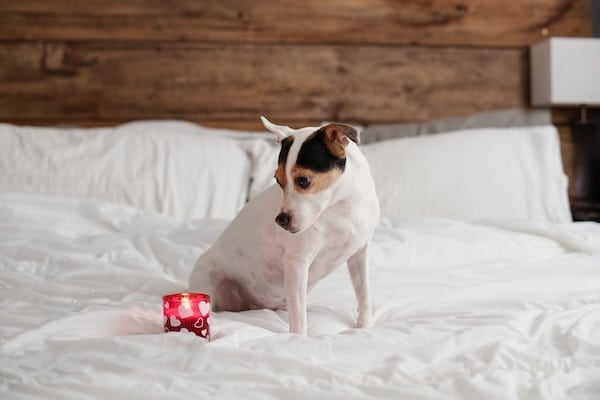 Dog sits on bed looking at lit candle