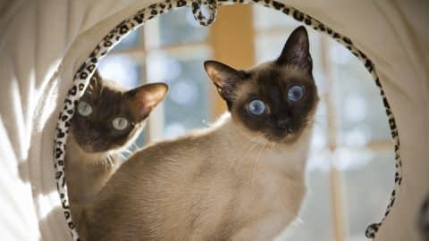 Two Siamese cats peer into tunnel toy