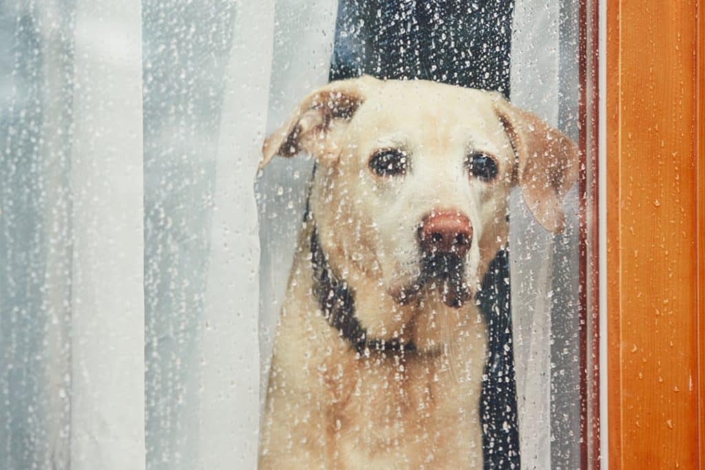 Sad dog waiting alone at home. Labrador retriever looking through window during rain