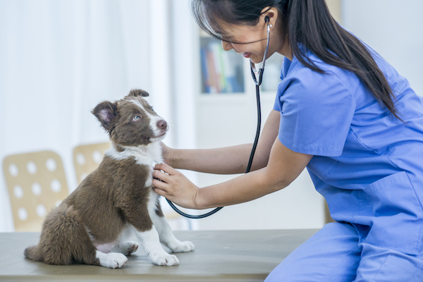Veterinarian listens to puppy's heartbeat with stethoscope