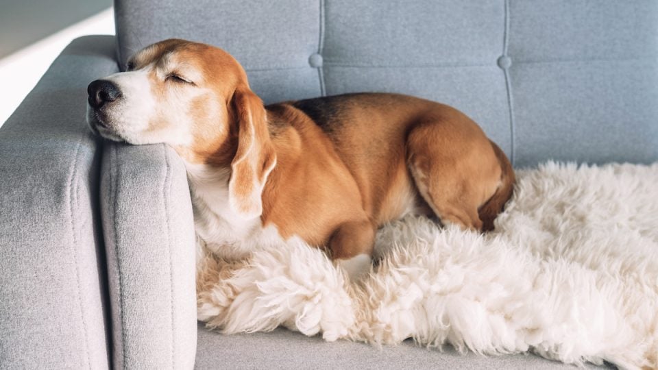 Beagle sleeps on cozy couch bed