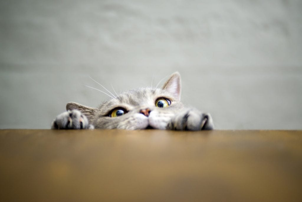 a curious grey tabby peeks out from over the ledge pf a table