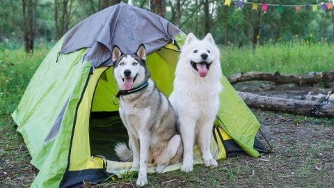 Two dogs sits in forest next to the tent in the evening at sunset.