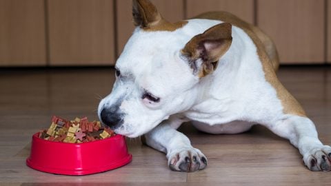 Pit Bull eats happily from red bowl