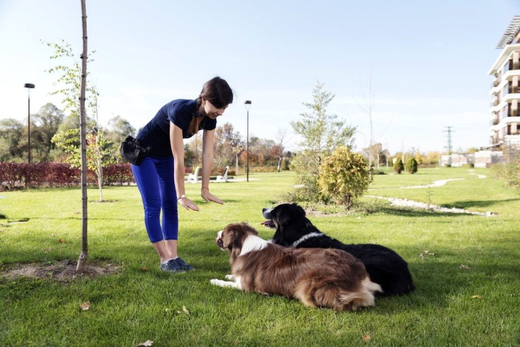 a young woman trains two dogs in a park