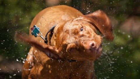 Vizsla shaking water while wearing collar