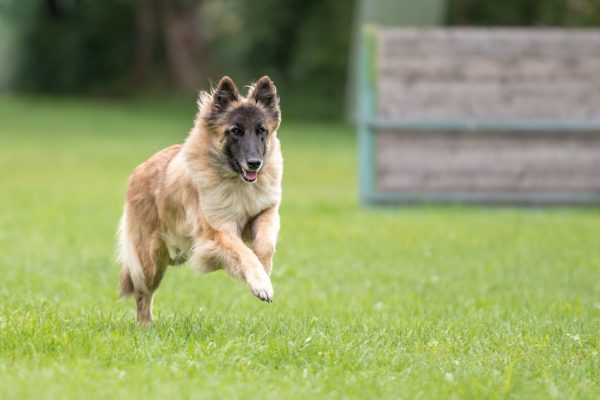 Belgian Tervuren running in grass