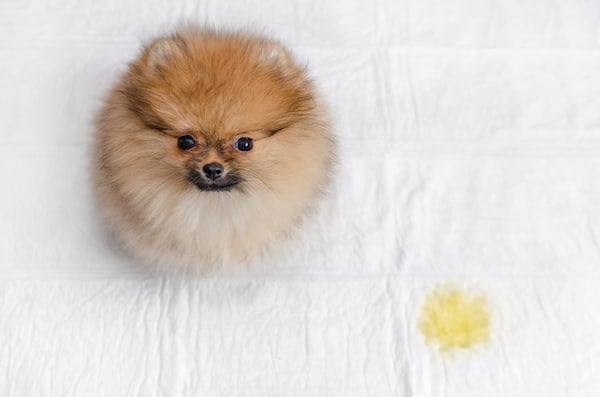 fluffy pomeranian puppy and urine puddle, top view