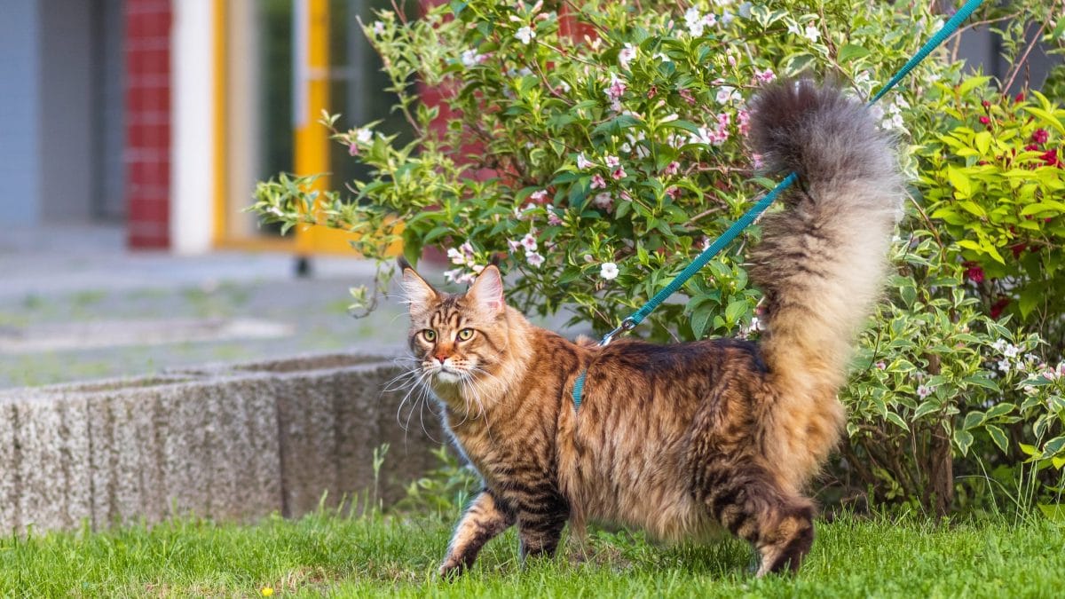How to Train Your Cat to Walk On a Leash