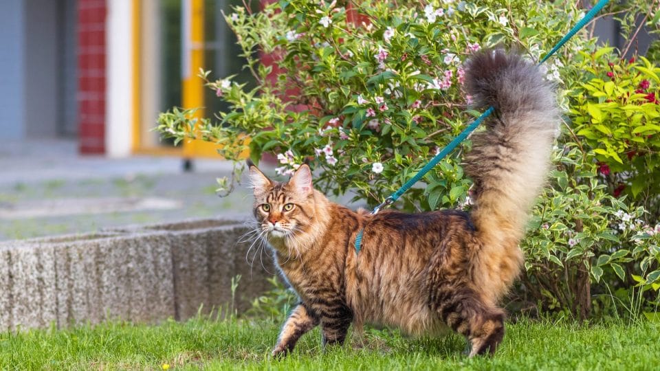 Black tabby Maine Coon cat with leash wandering in backyard