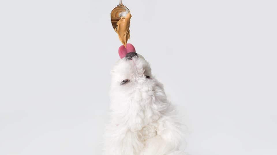 Dog licking peanut butter off a spoon