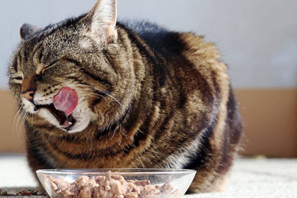 Eine Katze leckt sich das Maul über einem Futternapf