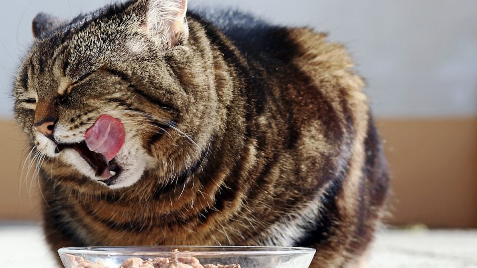 Cat licks lips over food bowl