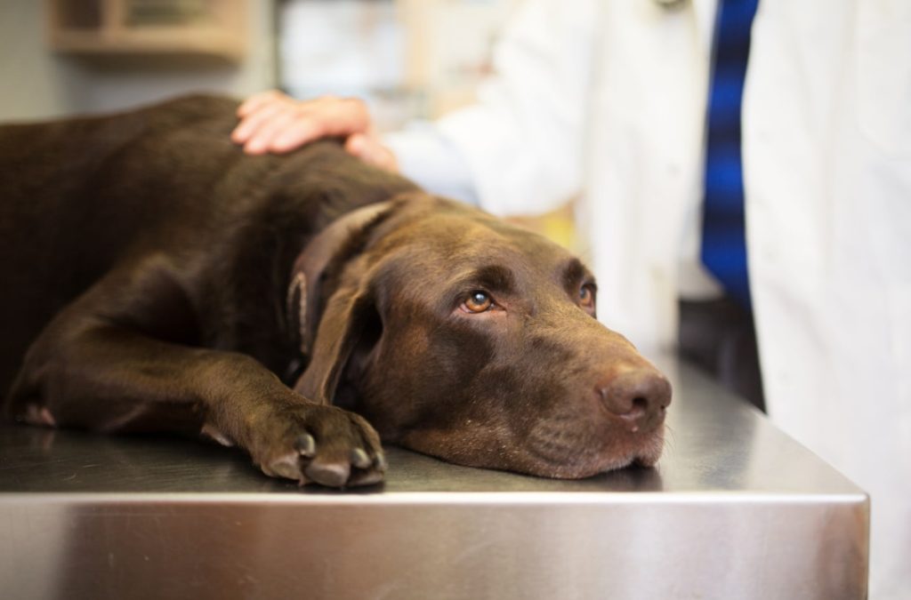 a chocolate lab rests on an exam table at the vet