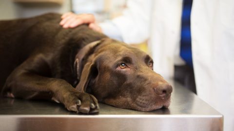 a chocolate lab rests on an exam table at the vet