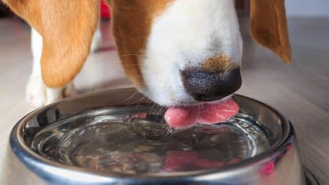 Beagle dog drinking clear water from steel bowl close-up
