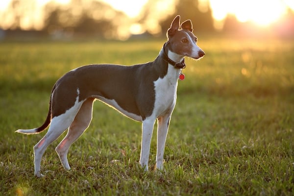 Greyhound standing in field at dusk wearing collar