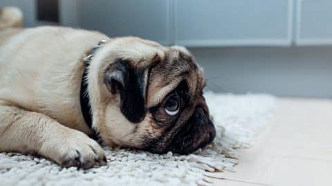 Pug waits on carpet with big eyes