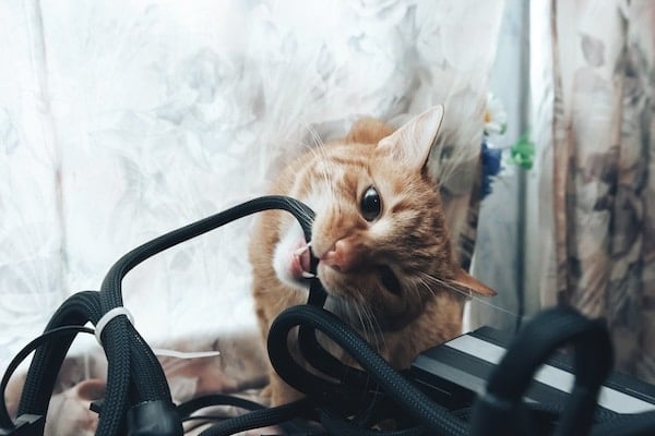 Ginger Cat tries to Bite the Wires on Computer Stand