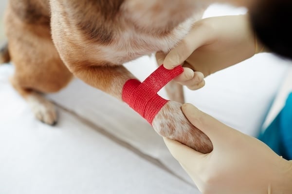 Photo de la patte d'un chien et des mains d'un vétérinaire protégées par des gants, ce dernier posant un bandage rouge