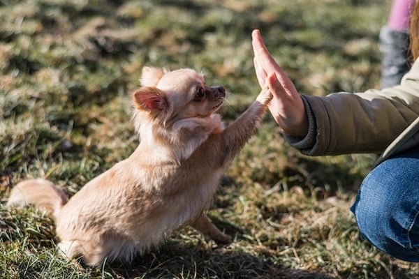 Girl giving small dog a high five outdoors