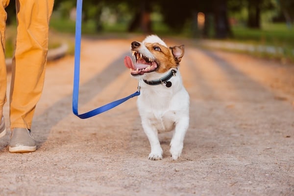 Dog walking in a heel on a road next to owner