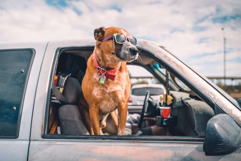 a dog in sunglasses in a truck