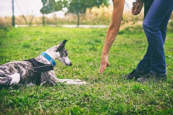 Person points to ground to encourage dog to lay down