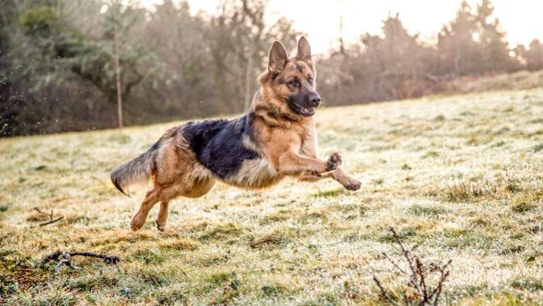 German shepherd running in a field