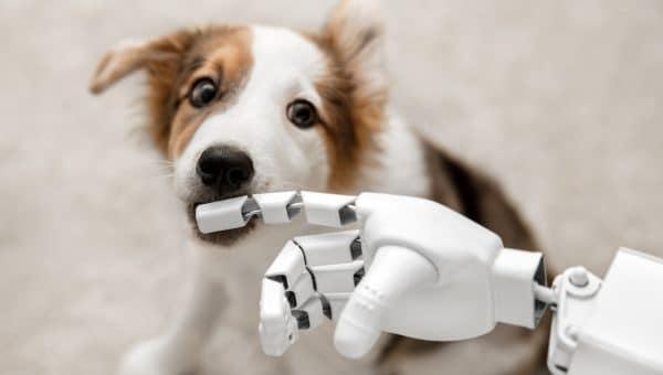 cyborg or robot hand is holding his finger to a puppy, sitting on the floor