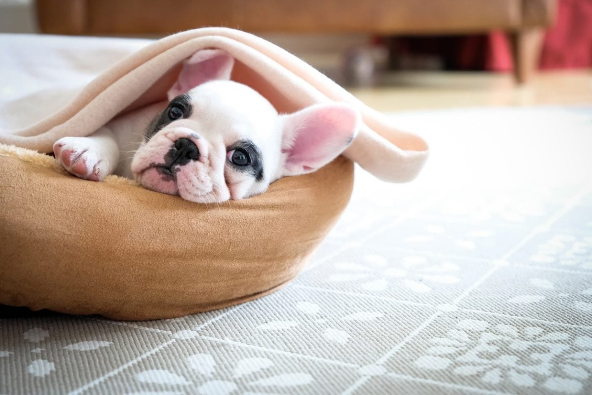 Cute French Bulldog puppy lying in bed covered with soft blanket