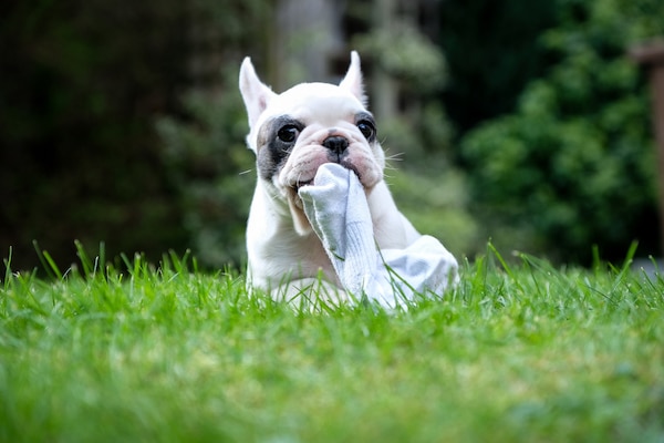 Close up of Pied French Bulldog puppy chewing on a sock 