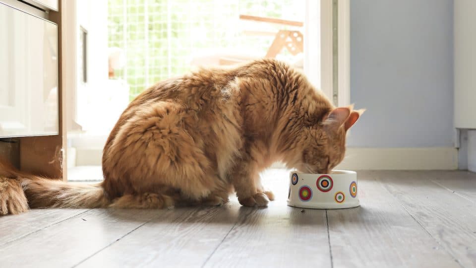 Senior cat eating from bowl in sunny kitchen