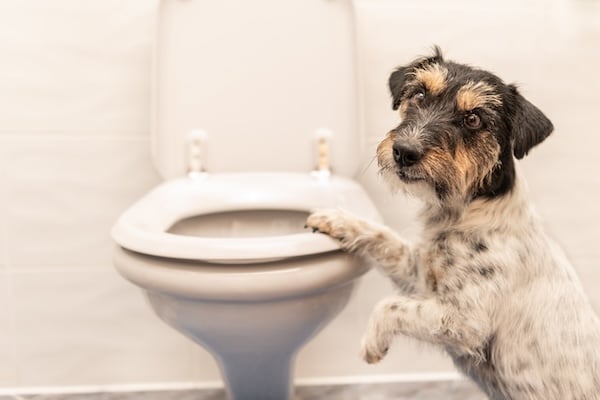 Dog peers into toilet with one paw on rim