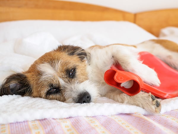 dog with hot water bottle in bed